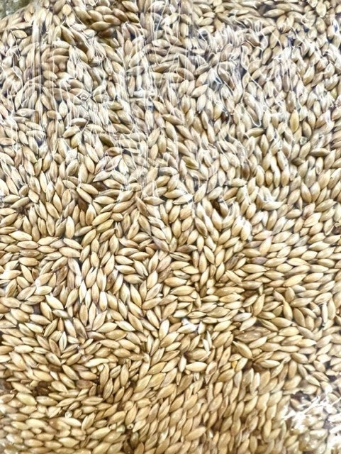 PLAIN CANARY SEED FOR BIRDS